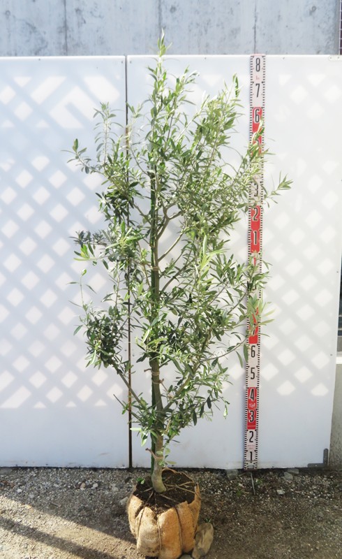 楽天市場】【現品】オリーブの木 シプレシーノ 苗木 樹高1.5m F118