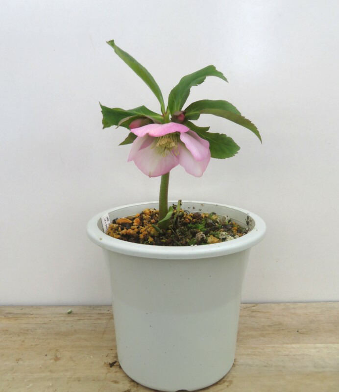 楽天市場】【開花株】クリスマスローズ 雅シリーズ うすぎぬ(ウスギヌ