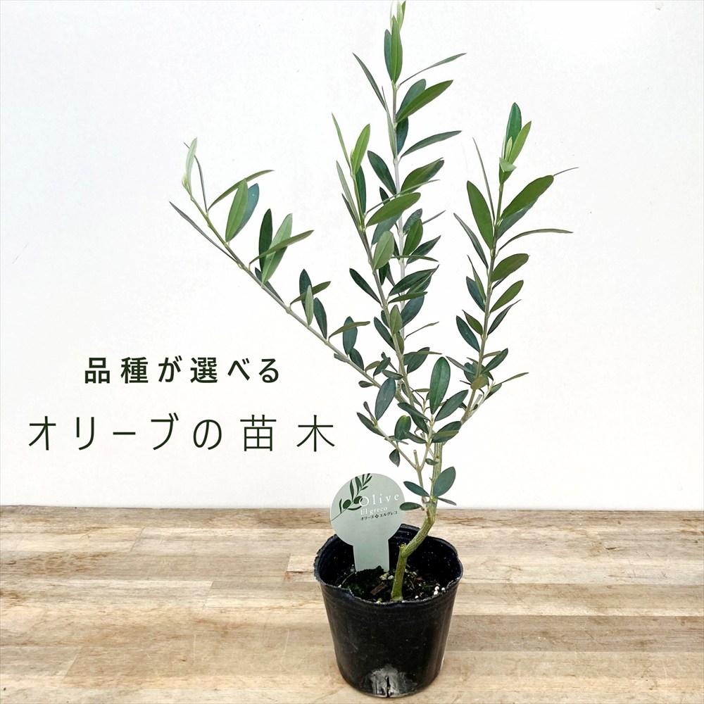 楽天市場】【品種とポットサイズで選ぶ】オリーブの苗木 3号、3.5号