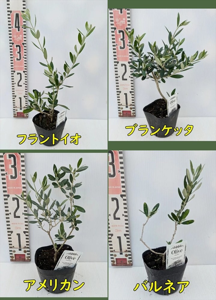楽天市場】【品種とポットサイズで選ぶ】オリーブの苗木 3号、3.5号