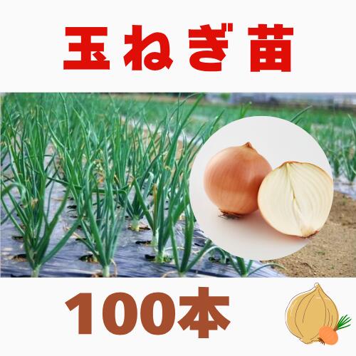 タマネギ 苗 ネオアース」の人気商品一覧 | 安い商品を通販サイトから