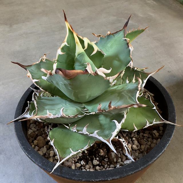 楽天市場】agave titanota fo76/アガベ チタノタ fo76 【子株1つ付き