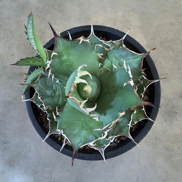 楽天市場】agave titanota fo76/アガベ チタノタ fo76 【子株1つ付き