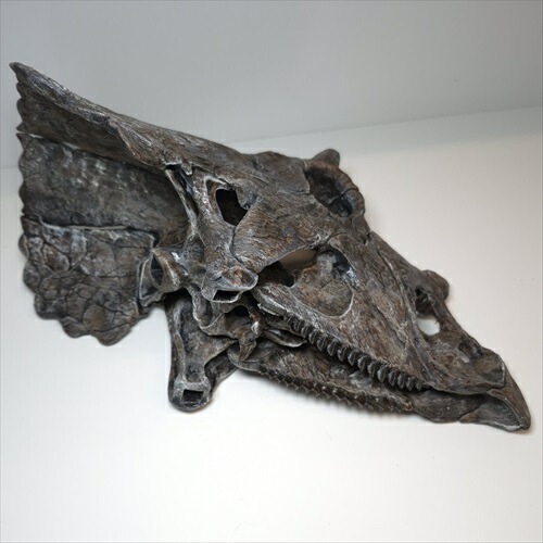 楽天市場】【送料無料】【トリケラトプス /恐竜/化石】 トリケラトプス