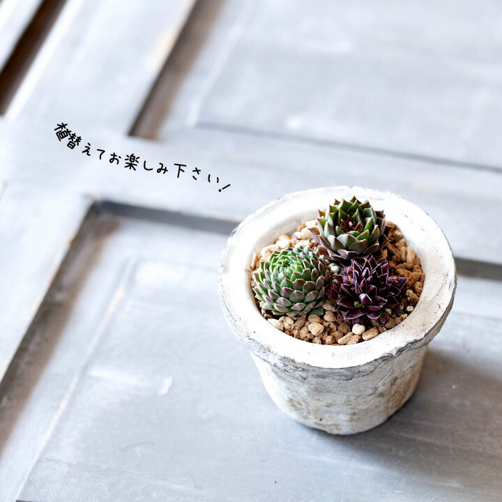 楽天市場】センペルビウム・寄せ植えしやすい「1号苗×3POTセット