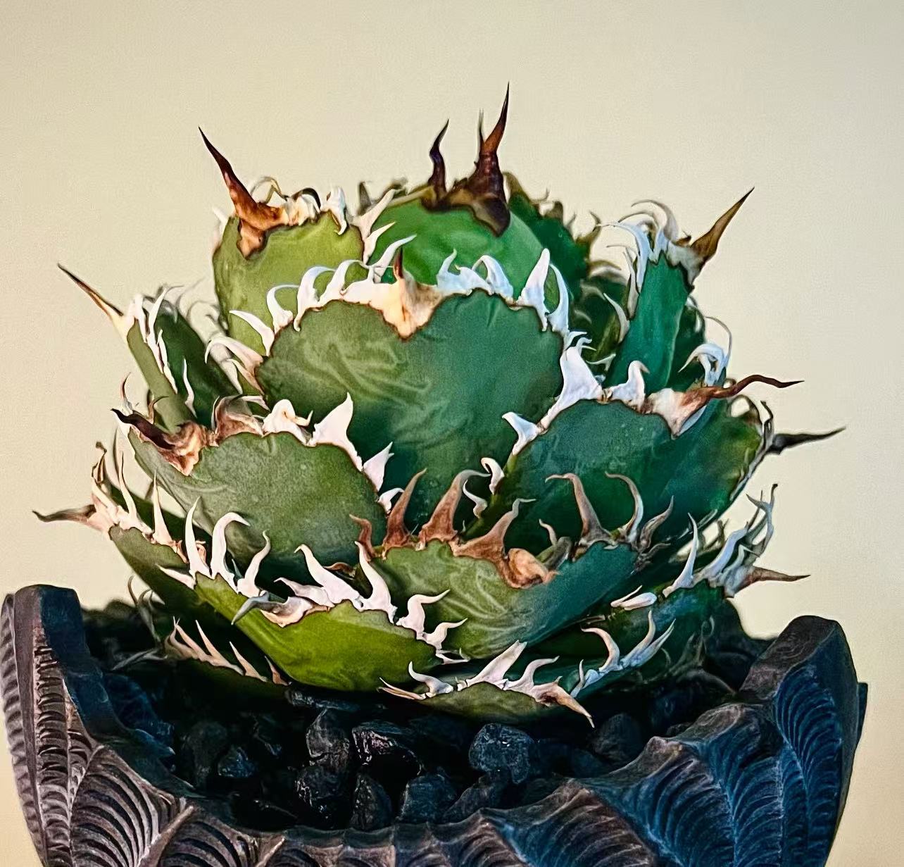 楽天市場】アガベ チタノタ レース—クラウン （LEI SI） : Easy life