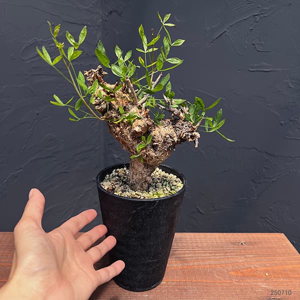 楽天市場】観葉植物/コミフォラ：フォリアセア（発根済み） 4号鉢植え