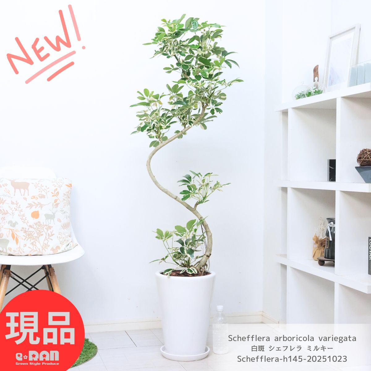 楽天市場】白斑 シェフレラ ミルキー 高さ約145cm前後 陶器鉢 白 9号