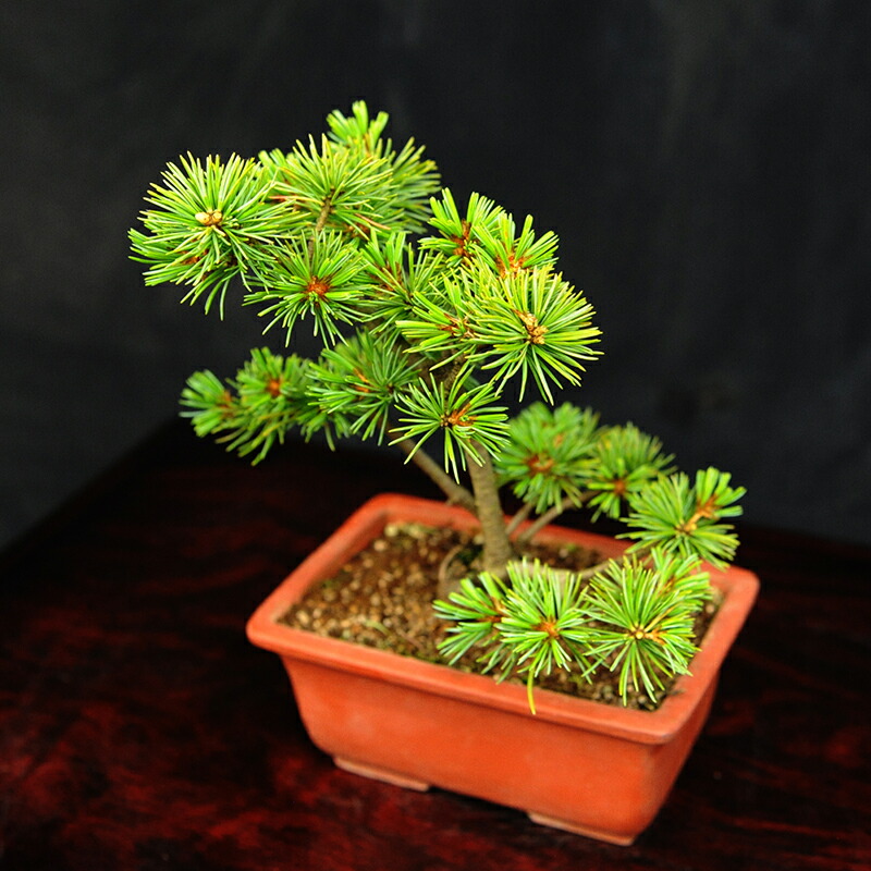 楽天市場】【ふるさと納税】 赤石の泉 赤石 五葉松（鉢植え） F-114