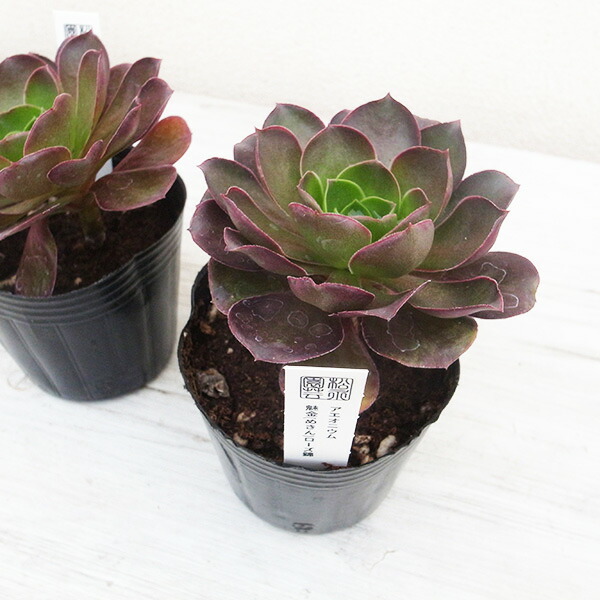 楽天市場】レア品種 アエオニウム メキンローズ錦 3号サイズ POT苗