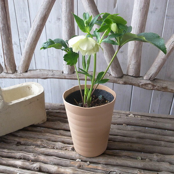 楽天市場】クリスマスローズ ダブル 開花株 多弁ライムグリーン 5号