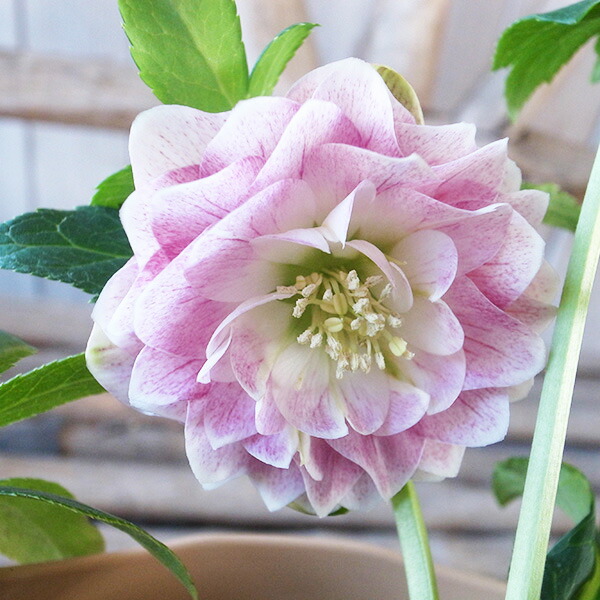 楽天市場】クリスマスローズ ダブル 開花株 多弁ピンクぼかし