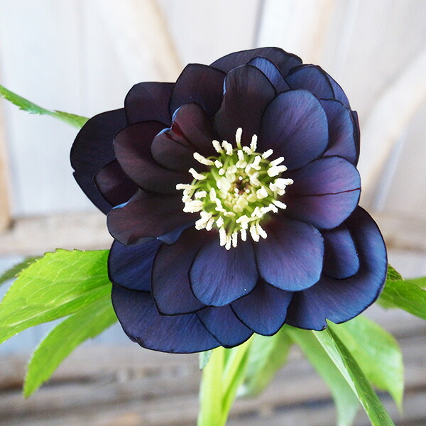 楽天市場】クリスマスローズ ダブル 開花株 ブラックピコティ 5号 現品