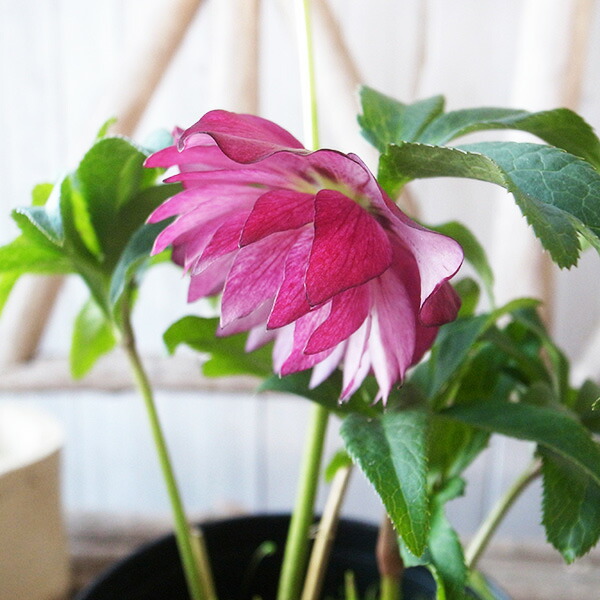 楽天市場】クリスマスローズ ダブル 開花株 艶レッドリバース 5号 現品