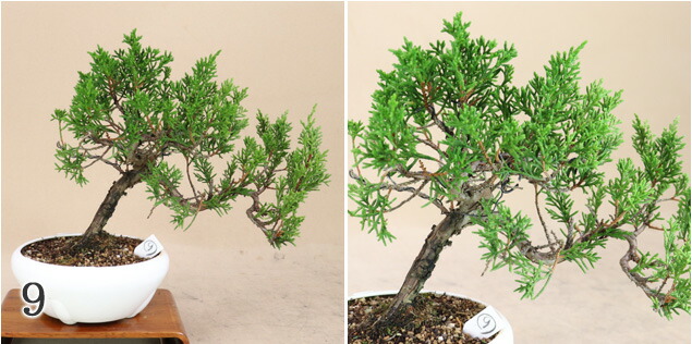 楽天市場】糸魚川真柏 小品サイズ盆栽（素材）プラ鉢【いよじ園