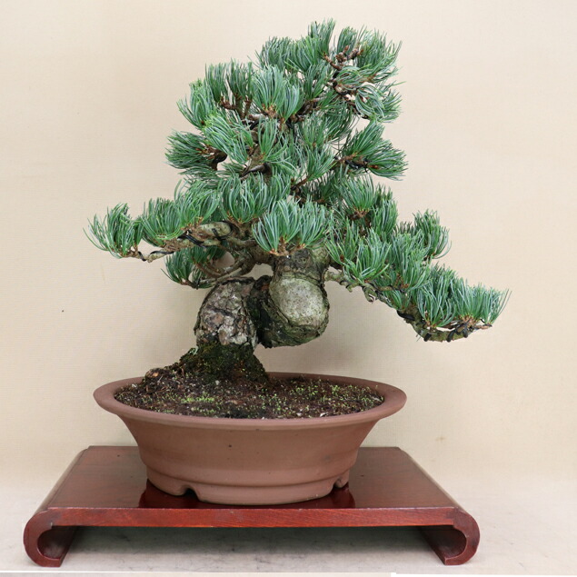 楽天市場】【松盆栽】 五葉松 - 宮島 - 中型サイズ盆栽 （いよじ園