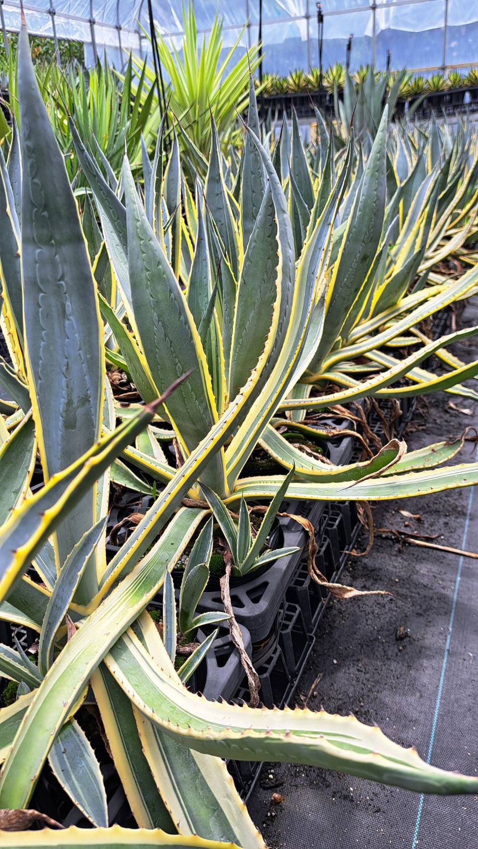 楽天市場】アガベ アメリカーナバリエガータ 15cmポット入り 人気の