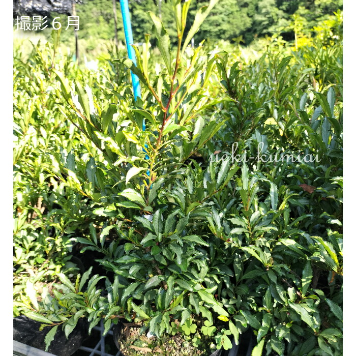 楽天市場】【単品販売】ヒサカキ コンプヒサカキ 紺斑（姫榊・ビシャコ