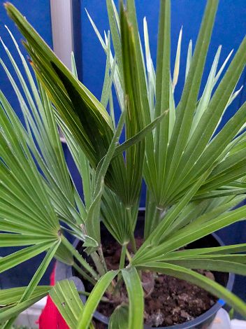 楽天市場】現品！◇チャメロプス フミリス ボルケーノ 7号◇チャメ