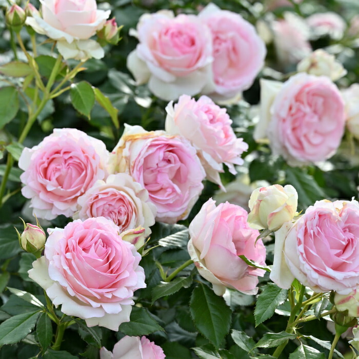 楽天市場】送料無料【ピエール ドゥ ロンサール6号 大苗】鉢植え バラ