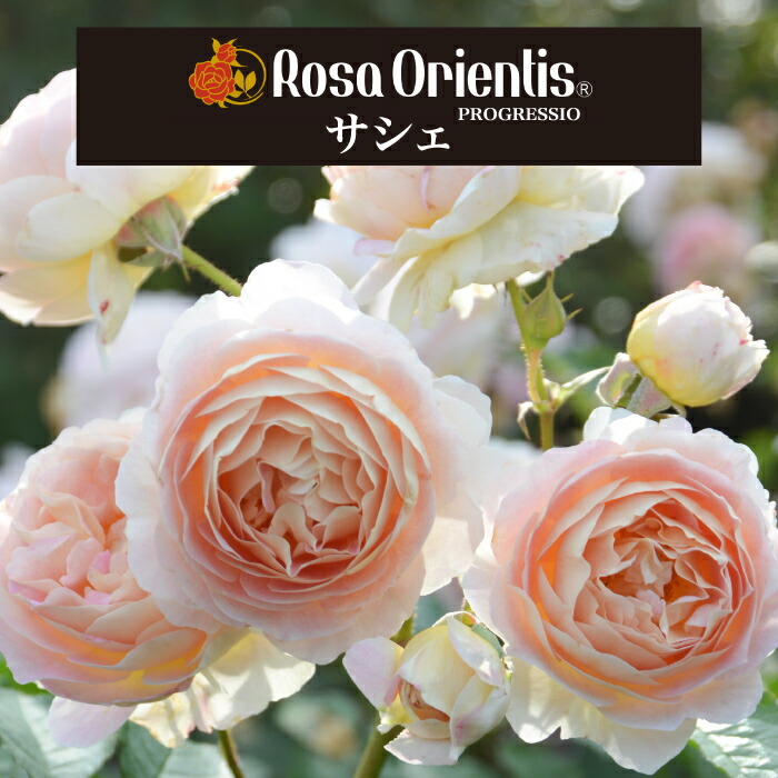 楽天市場】送料無料【サシェ 6号鉢大苗予約】鉢植え バラ 薔薇 ロサ