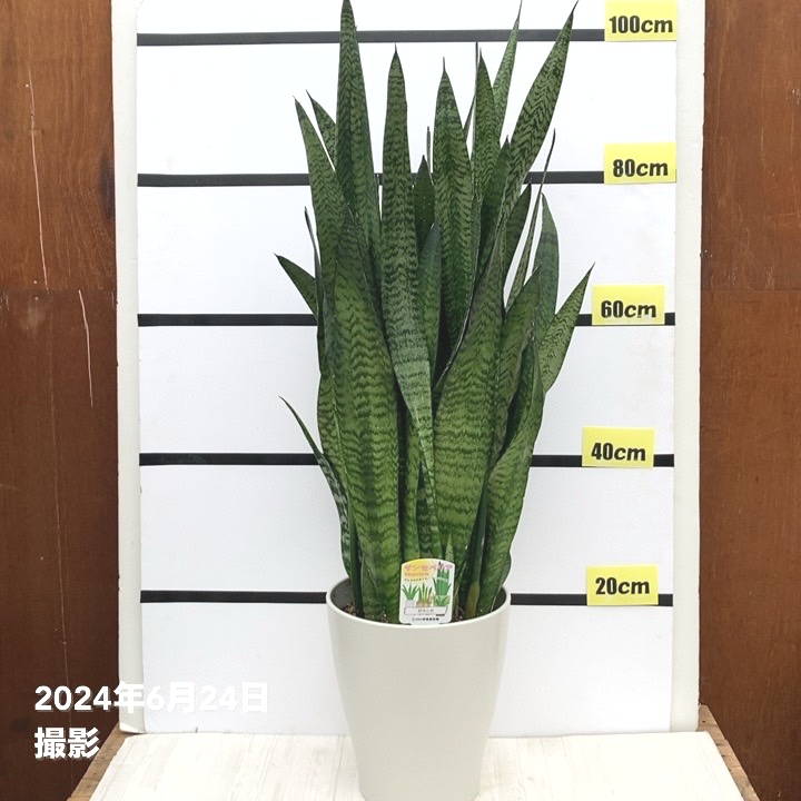 楽天市場】サンスベリア 8号 ゼラニカ プラスチック鉢仕様｜観葉02-D2