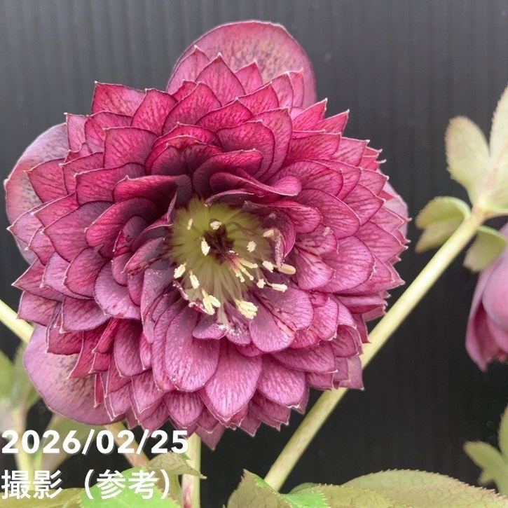 楽天市場】広瀬園芸 クリスマスローズ ソレイユの通販