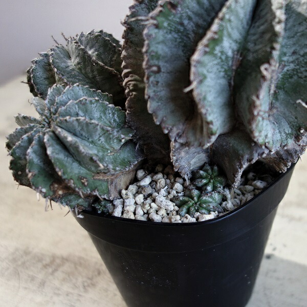 楽天市場】ホリダ ユーフォルビア horrida ゲンコツホリダ 子株 小吹き