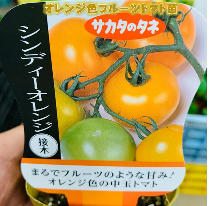 楽天市場】オレンジフルーツトマトの苗 シンディーオレンジ 接木苗 9