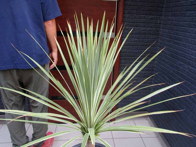 楽天市場】耐寒温度マイナス3℃程度【現品・現物】ドラセナ・コルジリネ