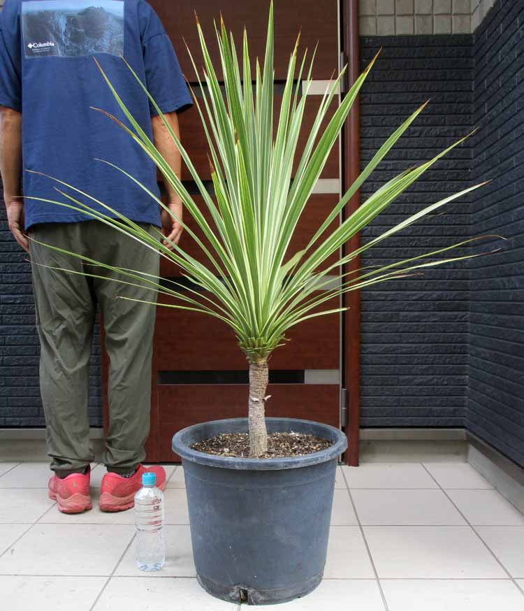 楽天市場】耐寒温度マイナス3℃程度【現品・現物】ドラセナ・コルジリネ