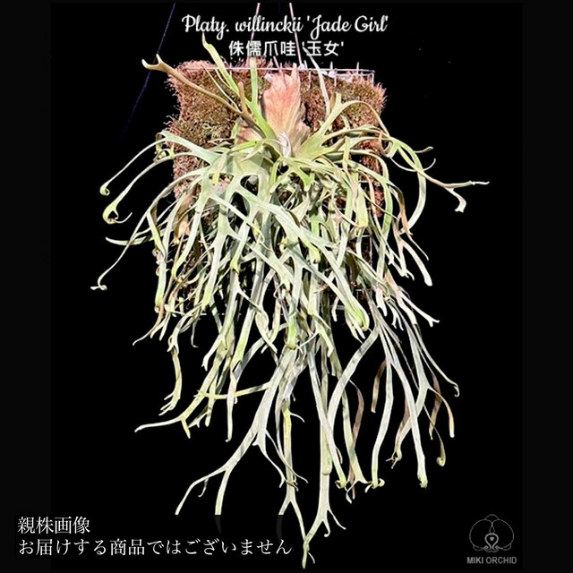 楽天市場】(現品) ビカクシダ ウィリンキー 'ジェイドガール' (spore