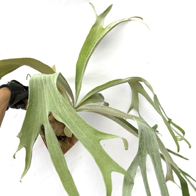 楽天市場】(現品) ビカクシダ 'ホワイトホーク' (No.41103) (コウモリ