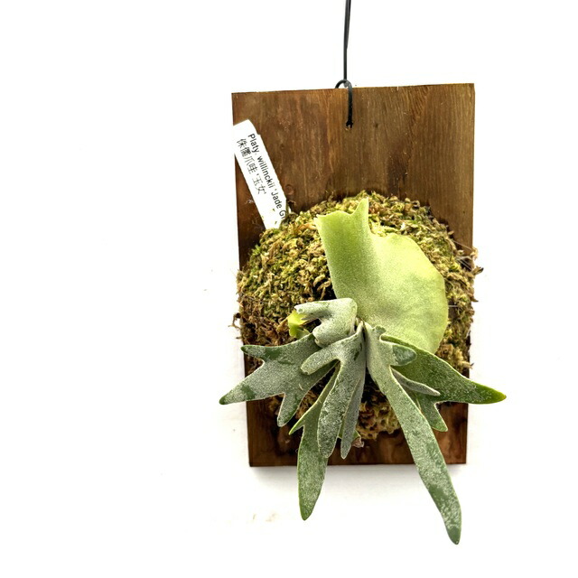 楽天市場】(現品) ビカクシダ ウィリンキー 'ジェイドガール' (spore