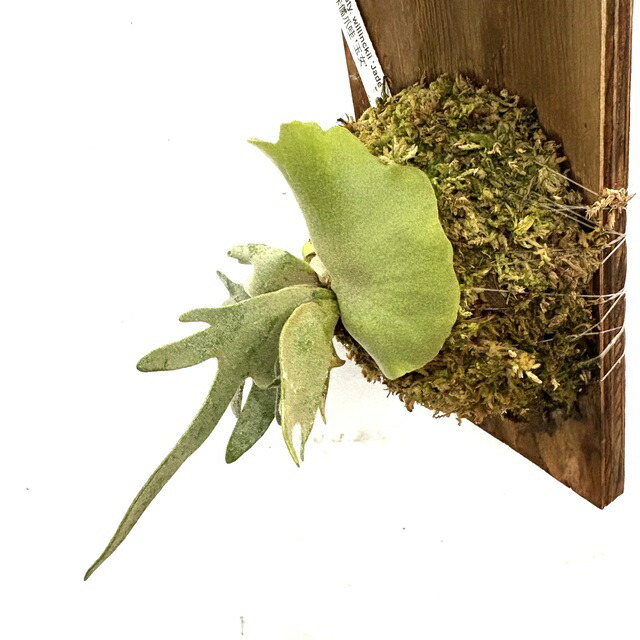 楽天市場】(現品) ビカクシダ ウィリンキー 'ジェイドガール' (spore