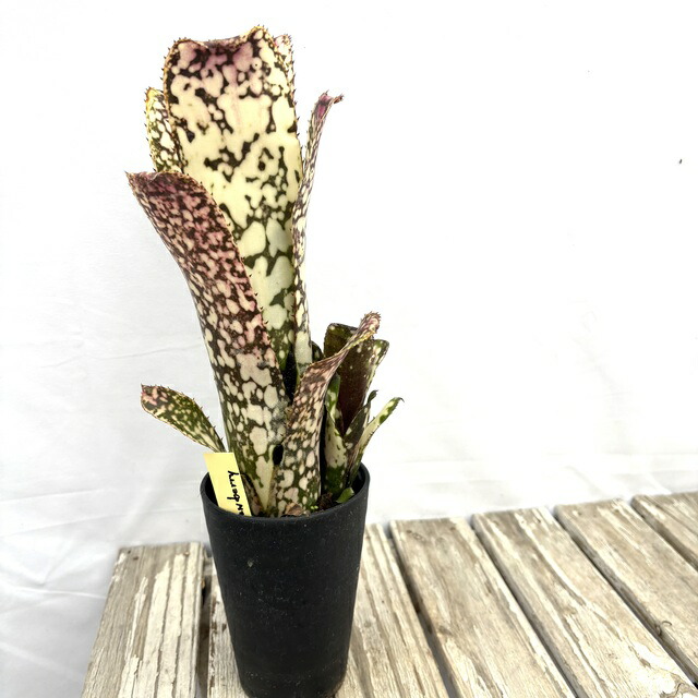 楽天市場】(現品) ビルベルギア (ドミンゴスマーティンス