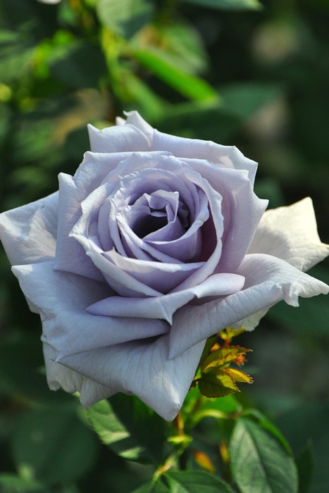 楽天市場】バラ苗【中苗】せいりゅう【青龍】 国産苗 6号鉢植え品《JB