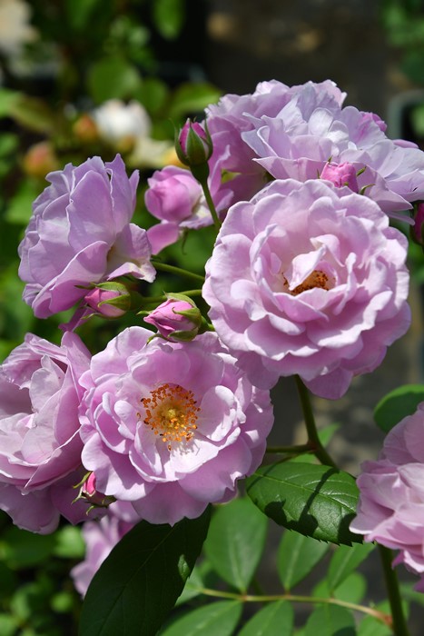 楽天市場】【冬季大苗】バラ苗 ライラックデイズ 国産苗 6号鉢植え品