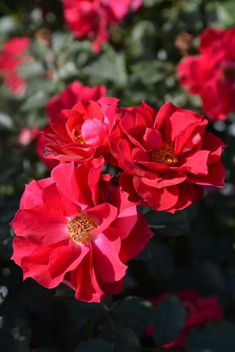 楽天市場】【冬季大苗】バラ苗 風姿花伝 紅 国産苗 6号鉢植え品［農林