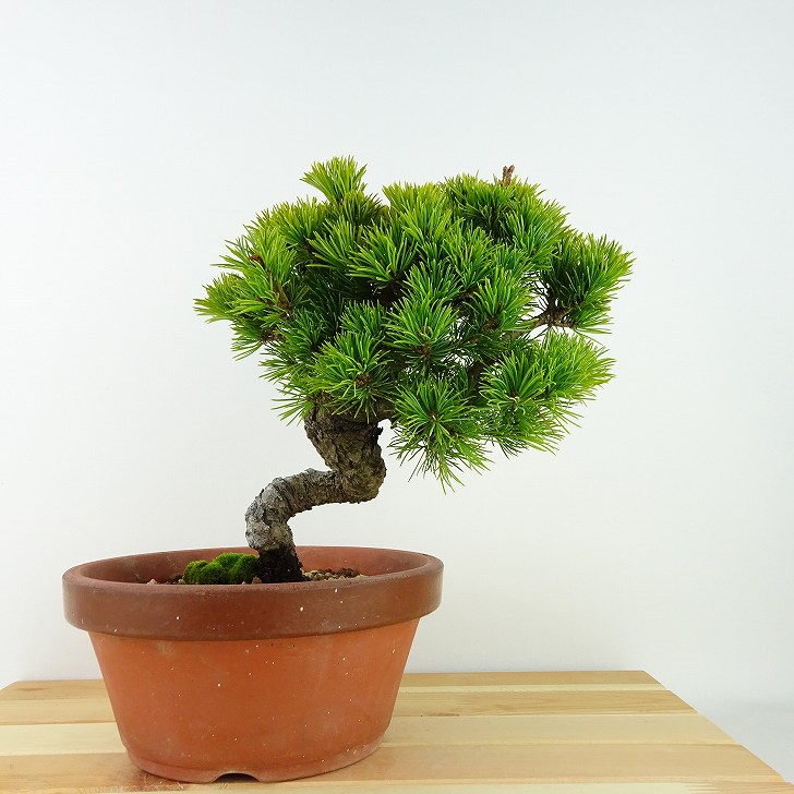 楽天市場】盆栽 松 五葉松 樹高 約21cm ごようまつ Pinus parviflora