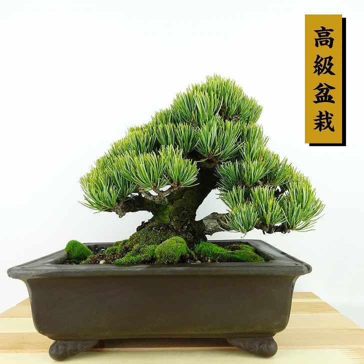 楽天市場】盆栽 松 五葉松 宮島 樹高 約18cm ごようまつ 高級盆栽