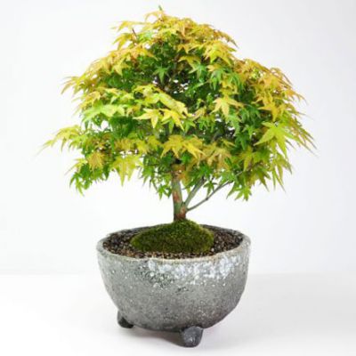 楽天市場】盆栽 清姫もみじ ミニ盆栽 ミニ小品盆栽 もみじ モミジ 紅葉