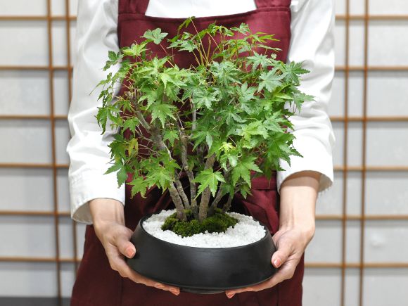 楽天市場】盆栽 もみじ 山もみじの寄せ植え 太幹 モダン モミジ紅葉