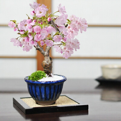 楽天市場】桜 盆栽 桜 ミニ盆栽 万古焼生子花型鉢 桜盆栽 八重桜 ミニ