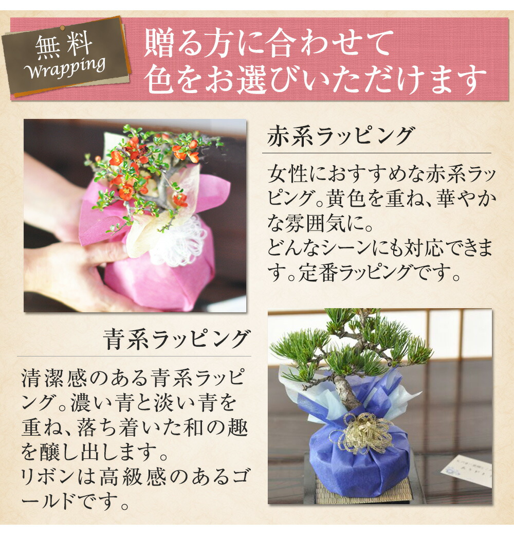 楽天市場】盆栽 真柏 小品 真柏 松盆栽 鉢植え ミニ盆栽 松柏 室内