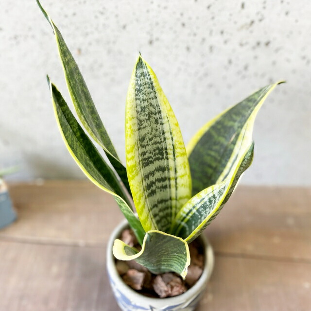 楽天市場】観葉植物【サンセヴィエリア属】サンスベリア・スパーバ4.5