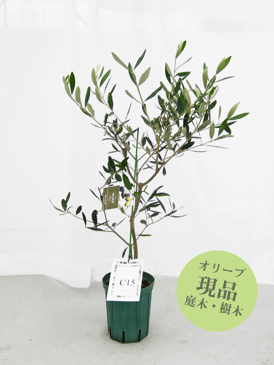 楽天市場】【現品】 オリーブの木 苗木 品種 コレッジョラ 鉢植え 庭木
