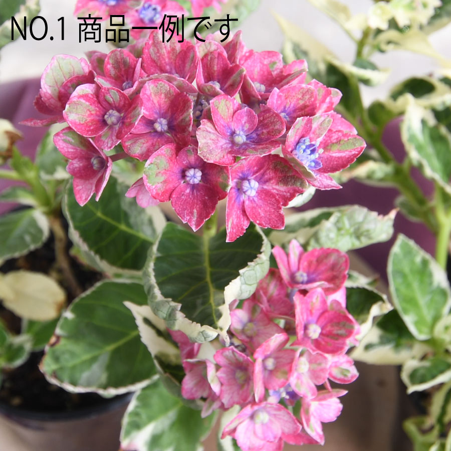 楽天市場】【2025年10月入荷】 アジサイ カラフルランジア スパイス