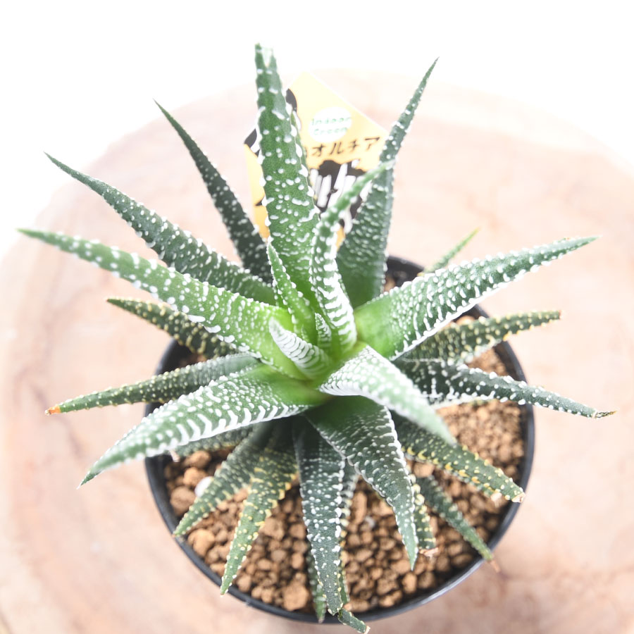 楽天市場】ハオルチア 十二の巻 3号ポット 多肉植物 観葉植物 硬葉系
