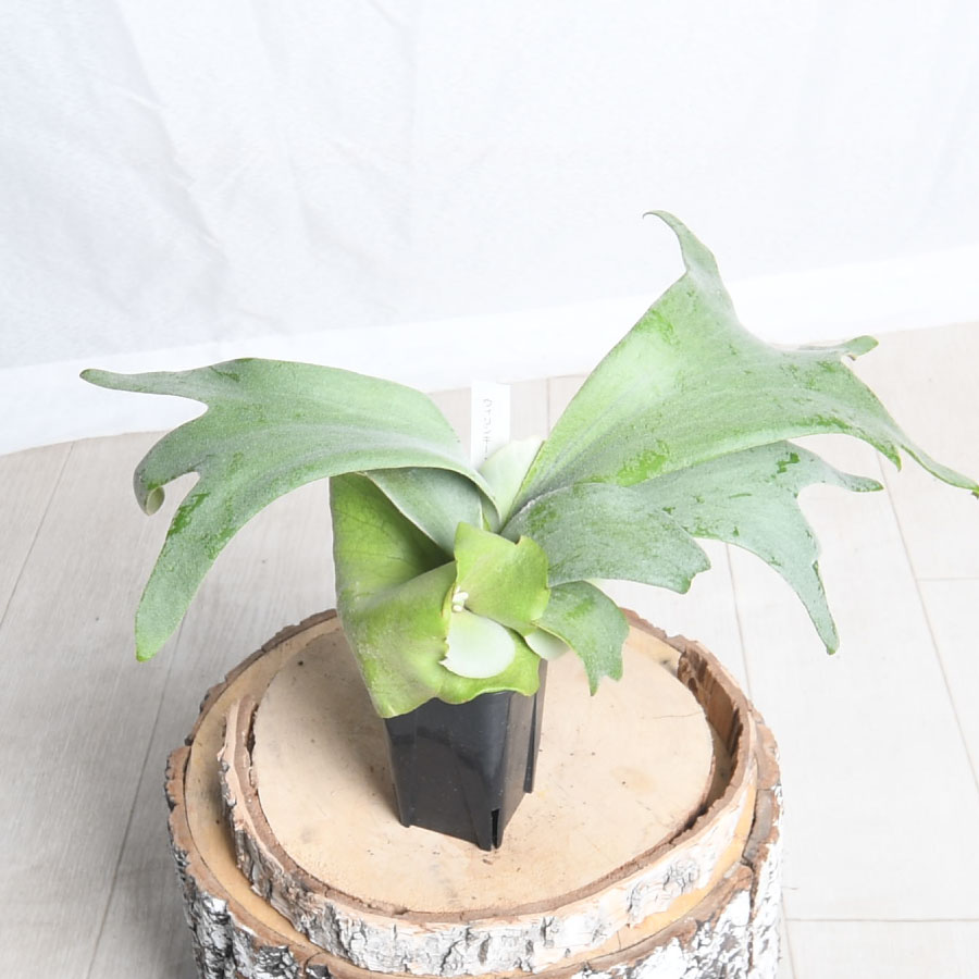 楽天市場】コウモリラン ウィリンキー バリ 3号 プラティセリウム 観葉